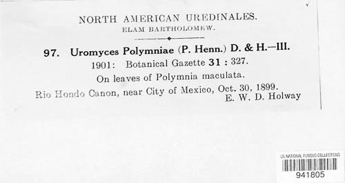 Uromyces polymniae image